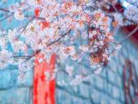 陕西华飞静静商贸有限公司