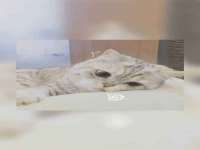 陕西华飞静静商贸有限公司